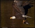 _2SB8919 bald eagle with fish